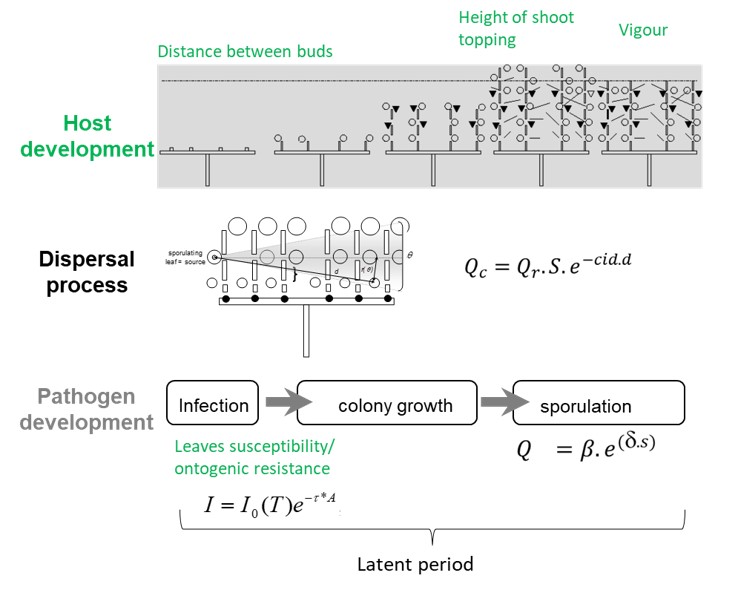 Vignoid_model2.jpg